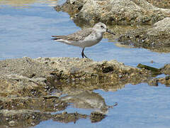 Semipalmated Sandpiper