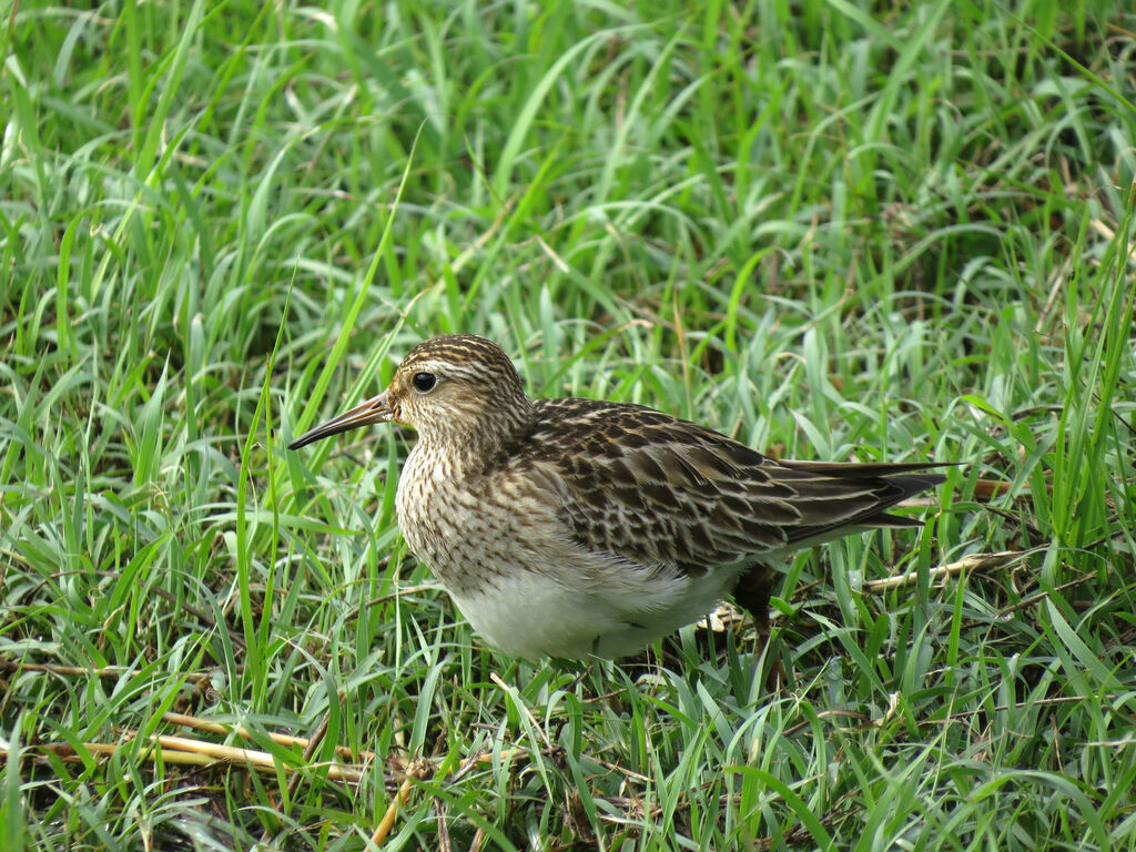 Pectoral Sandpiper