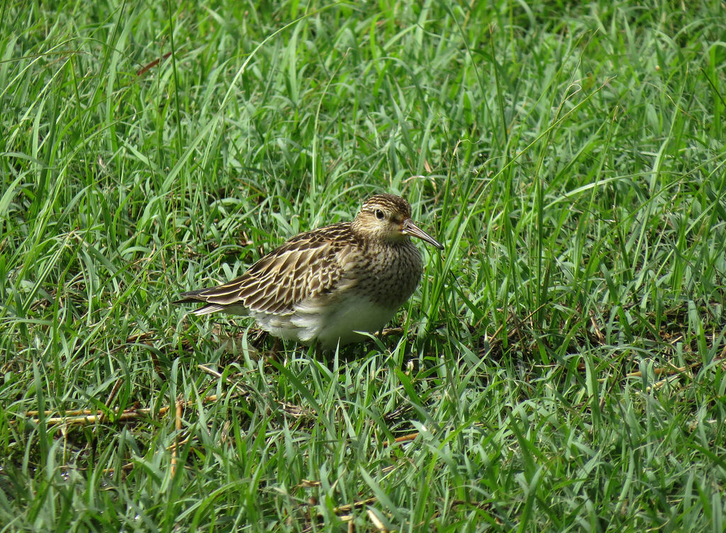 Pectoral Sandpiper