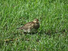 Pectoral Sandpiper