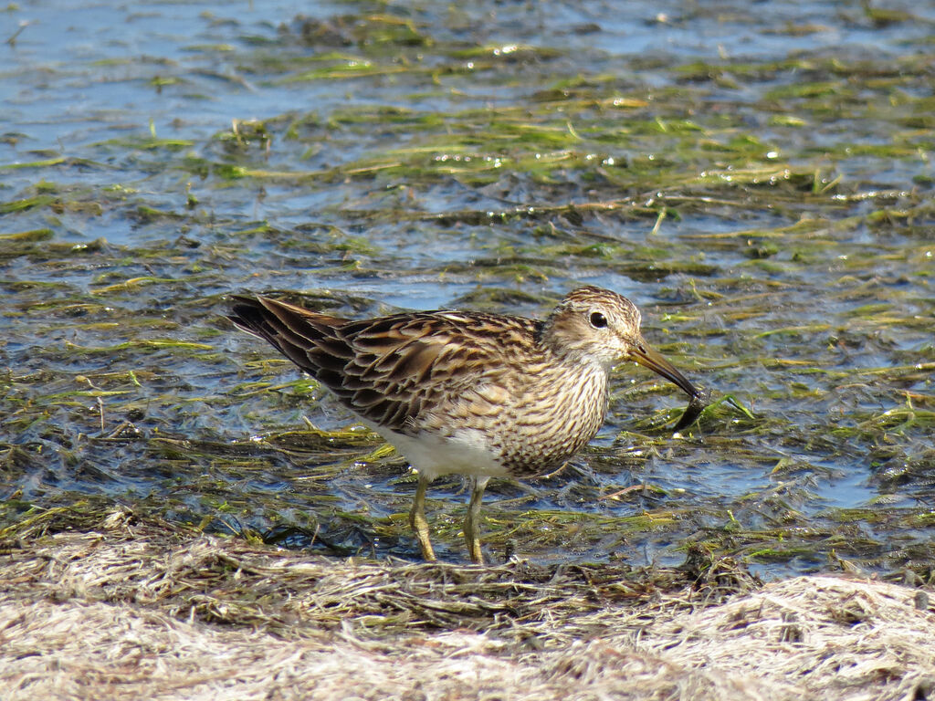 Pectoral Sandpiper