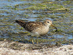 Pectoral Sandpiper