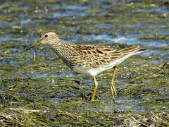 Pectoral Sandpiper