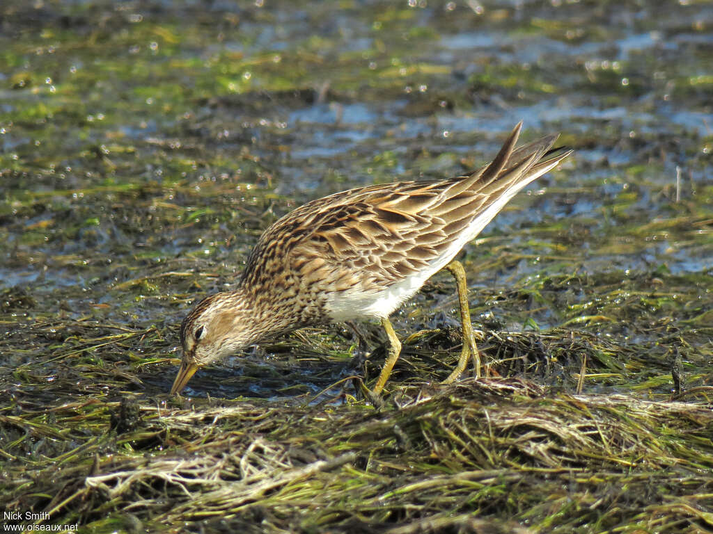 Bécasseau tachetéadulte nuptial, pêche/chasse