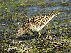 Pectoral Sandpiper