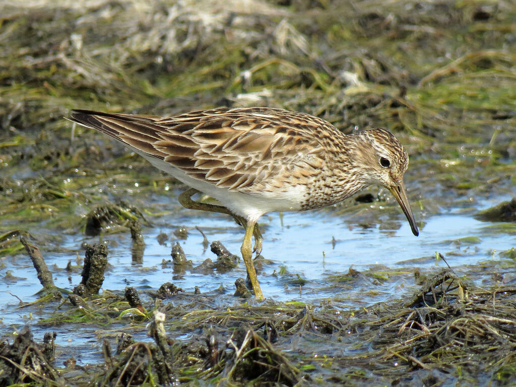 Pectoral Sandpiper