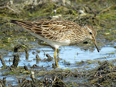 Pectoral Sandpiper