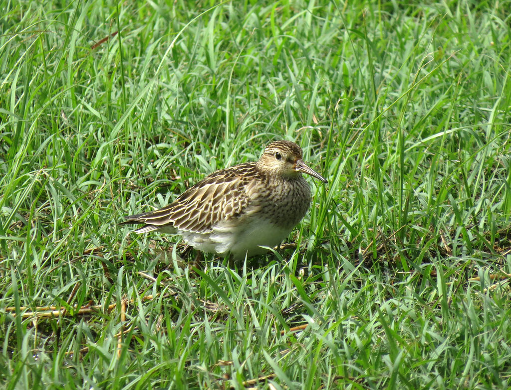 Pectoral Sandpiper