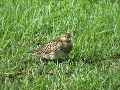 Pectoral Sandpiper