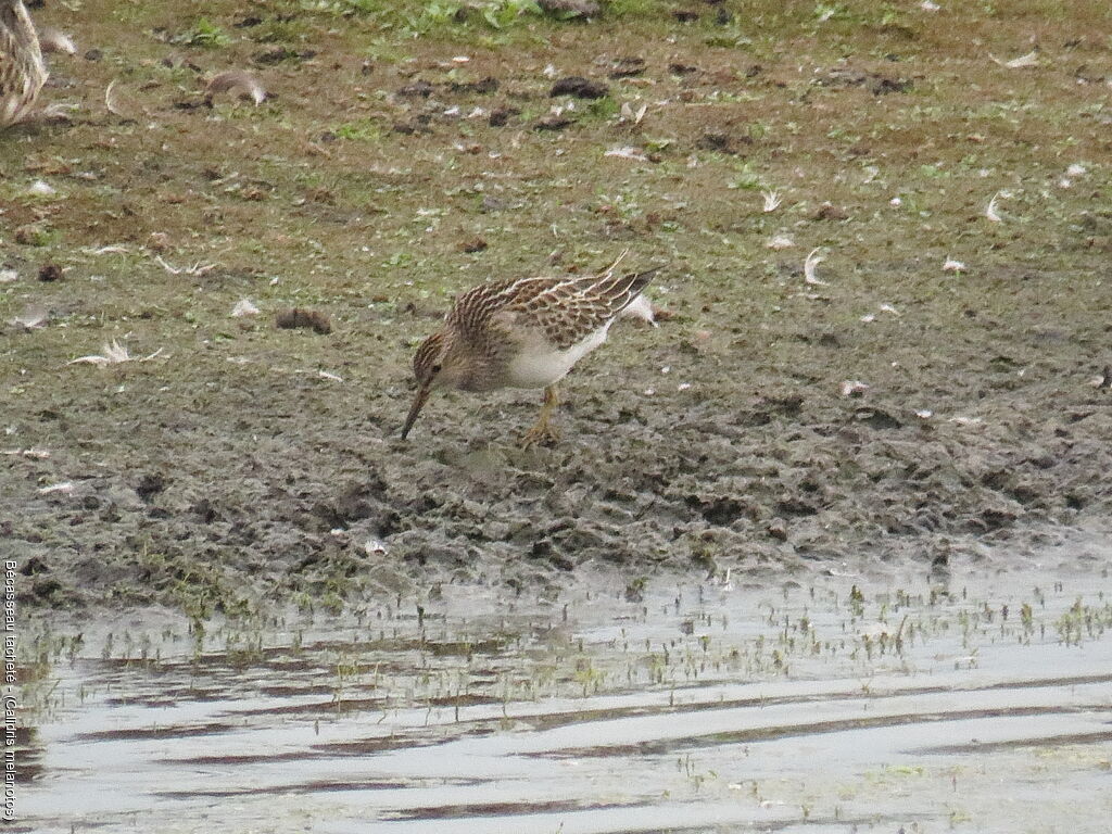 Pectoral Sandpiper