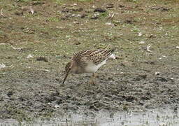 Pectoral Sandpiper