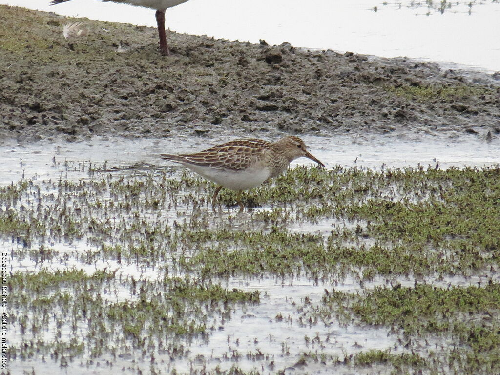 Pectoral Sandpiper