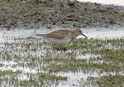 Pectoral Sandpiper