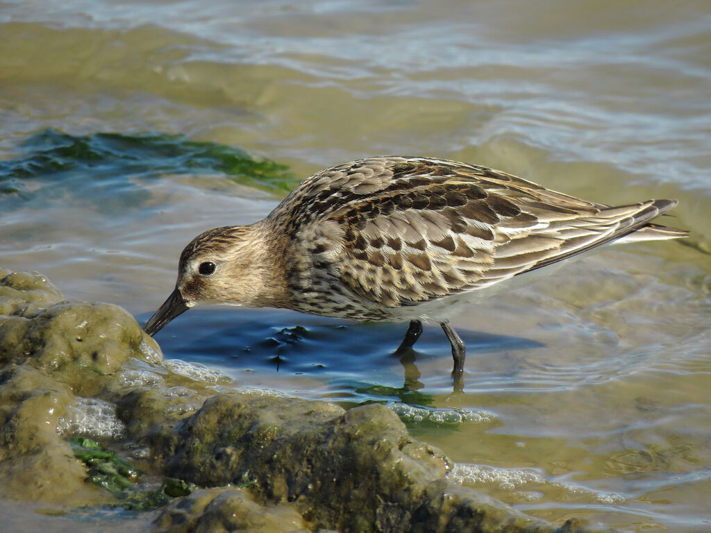 Bécasseau variable