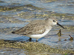 Bécasseau variable