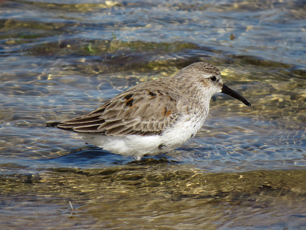 Bécasseau variable