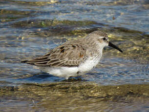 Bécasseau variable