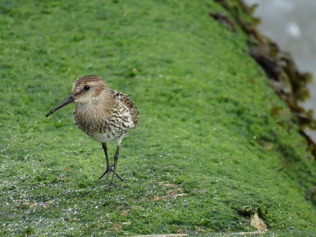 Bécasseau variable