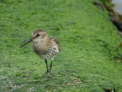 Dunlin