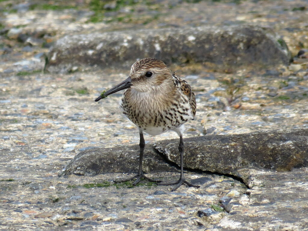 Bécasseau variable