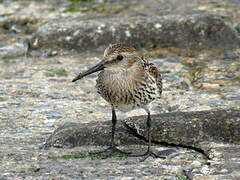 Dunlin