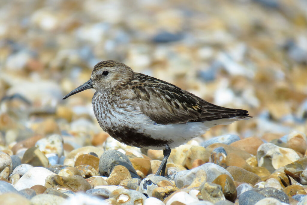 Bécasseau variable