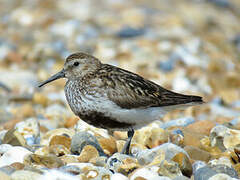 Dunlin