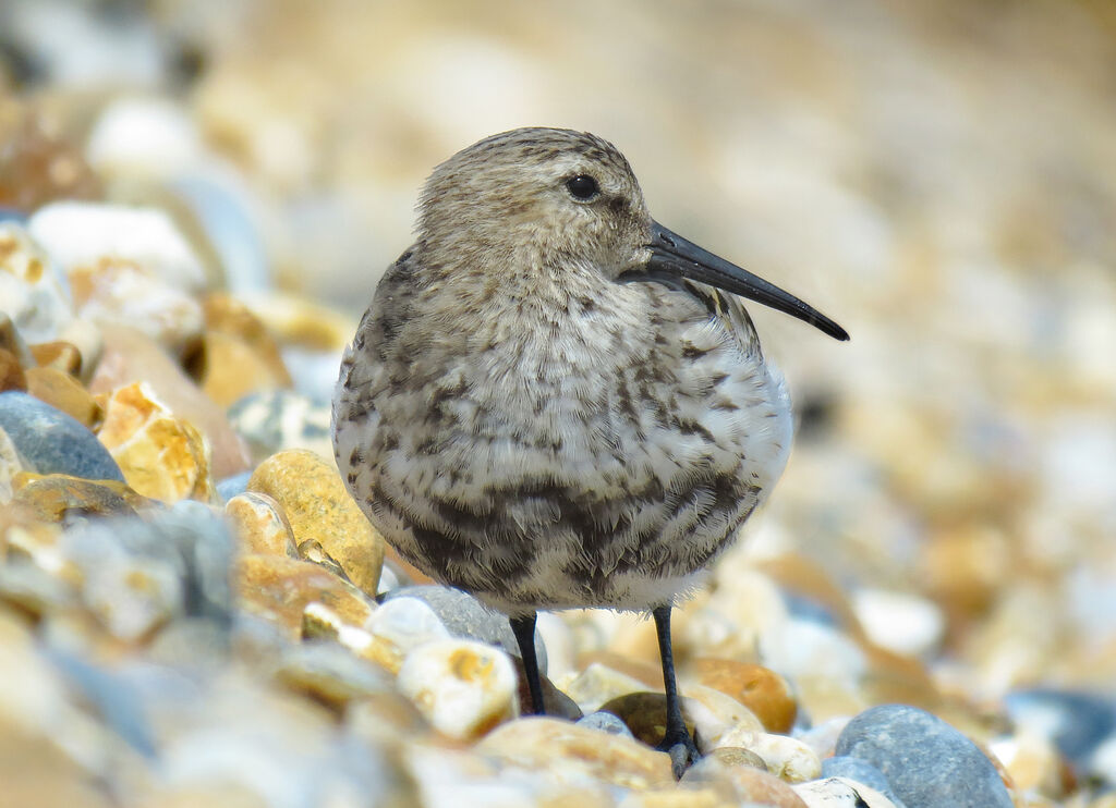 Bécasseau variable