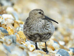 Dunlin