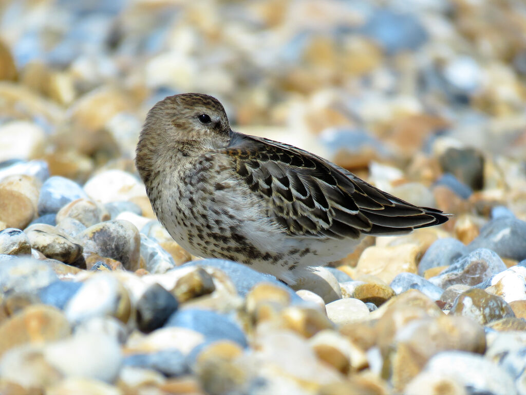 Bécasseau variable