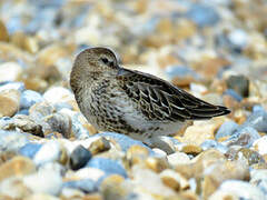 Dunlin