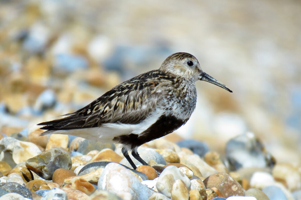 Bécasseau variable