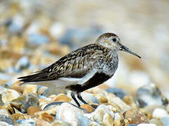 Dunlin