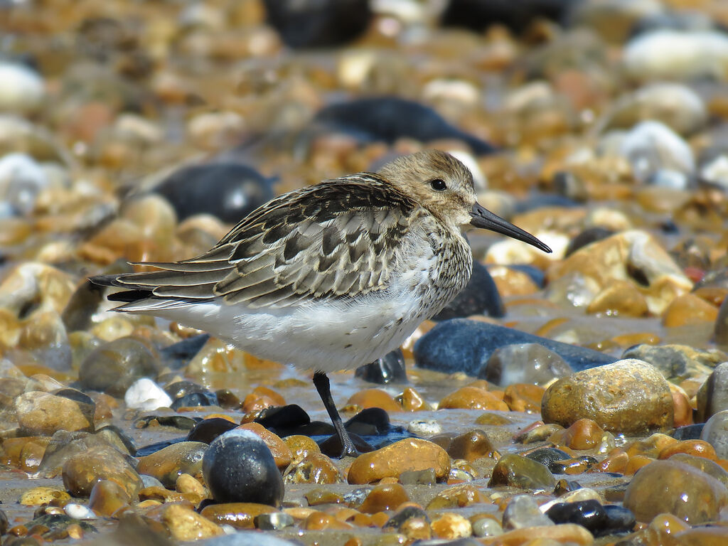 Bécasseau variable