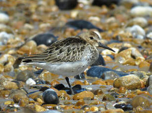 Bécasseau variable