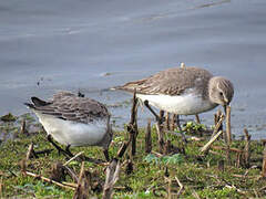 Dunlin