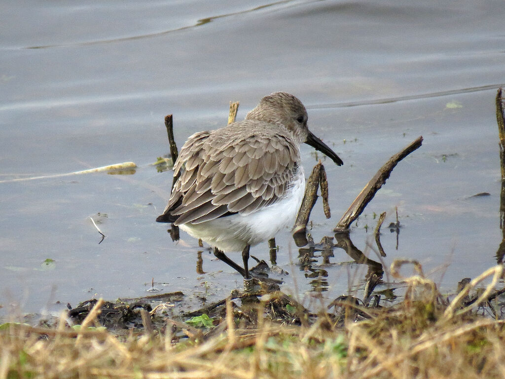 Dunlin