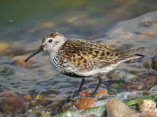 Bécasseau variable