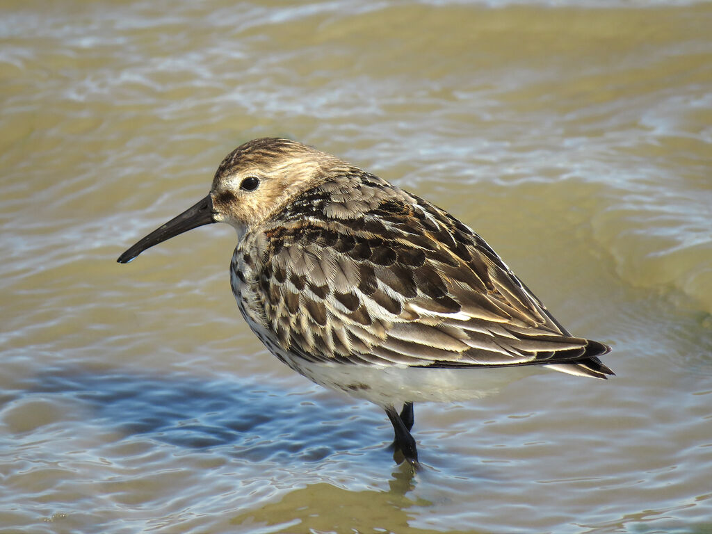 Bécasseau variable