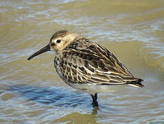 Dunlin