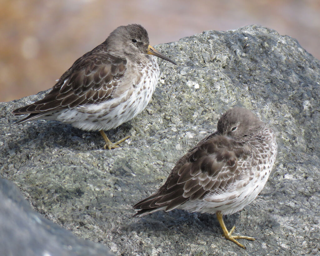 Purple Sandpiper