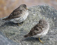 Purple Sandpiper