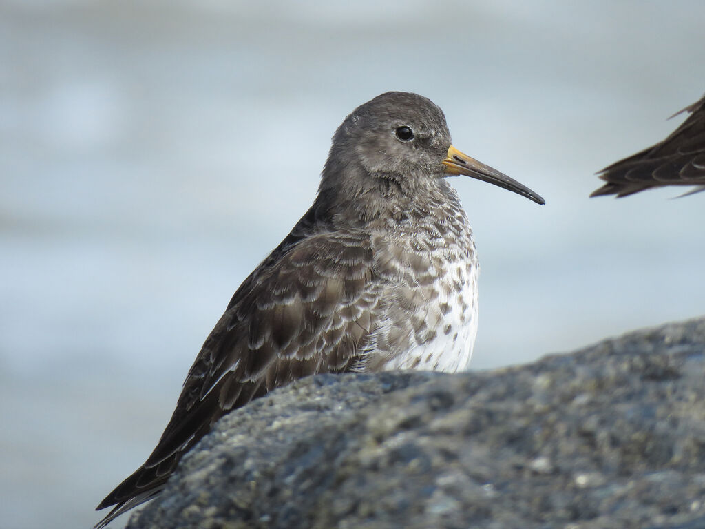 Purple Sandpiper