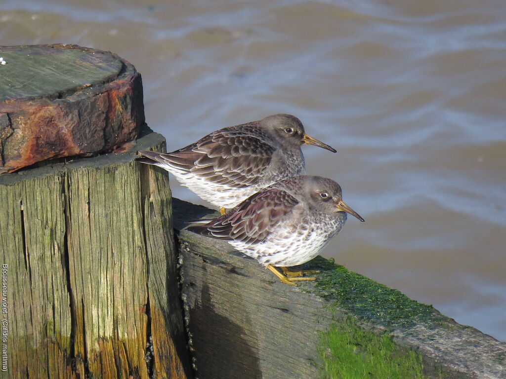 Purple Sandpiperadult