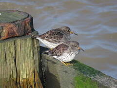 Purple Sandpiper