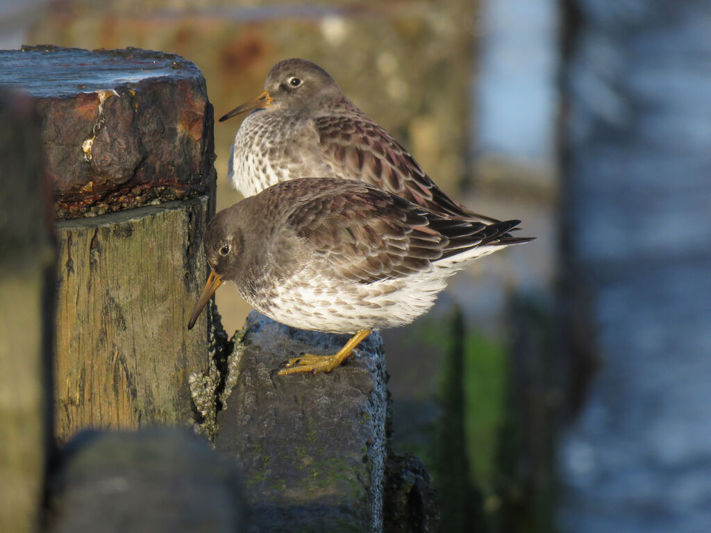 Purple Sandpiper