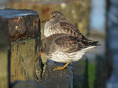 Purple Sandpiper