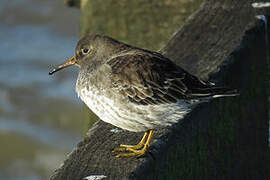 Purple Sandpiper