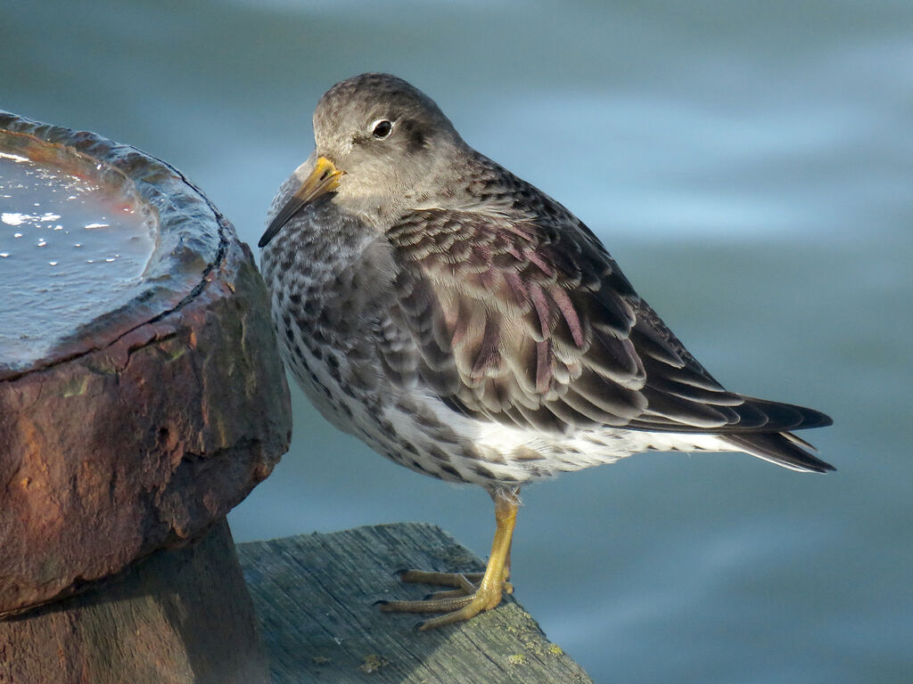 Purple Sandpiper