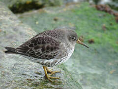 Purple Sandpiper